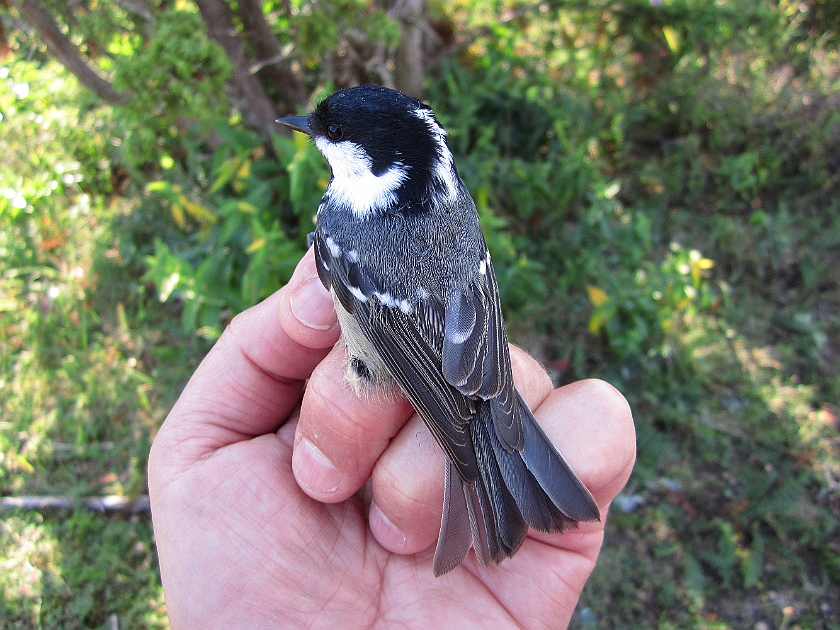 Coal Tit, Sundre 20120829